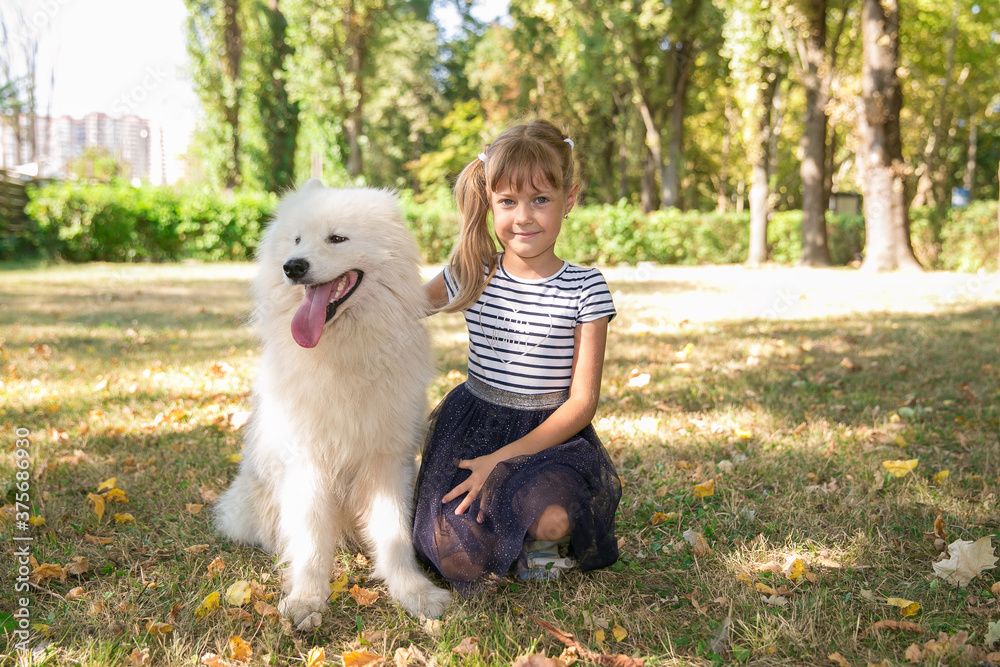girl In nature in the park with a big dog of Samoyed girl In nature in the park with a big dog of Samoyed