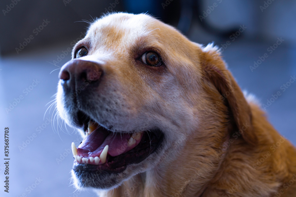 Portrait of a golden retriever dog smiling