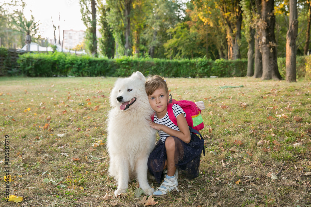 girl In nature in the park with big dog of the Samoyed girl In nature in the park with big dog of the Samoyed