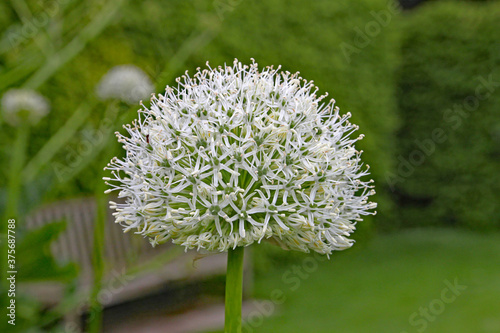 Close up of intricate white allium flower