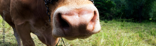 close-up of a yellow young cow © wernerimages