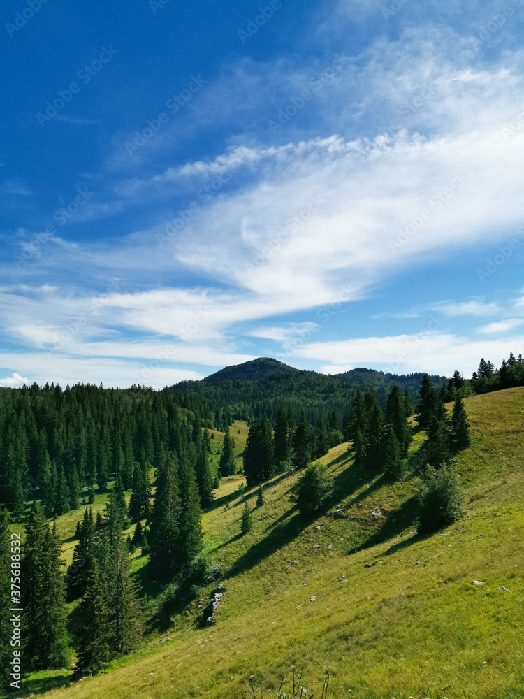 Summer 2020. Beautiful day in the northern Velebit mountain. Meadow and coniferous forest in the area of Jezera.