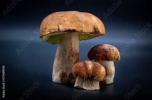 Boletus edulis porcini mushroom isolated on background close up food health