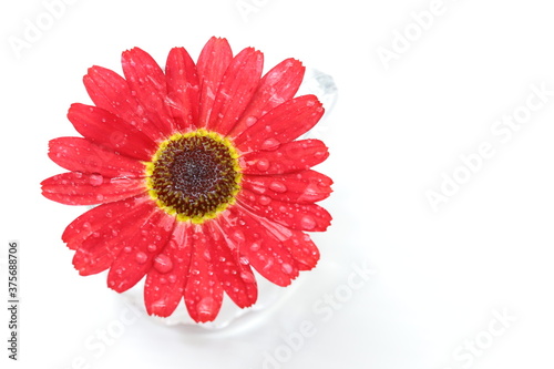 red daisy flower isolated