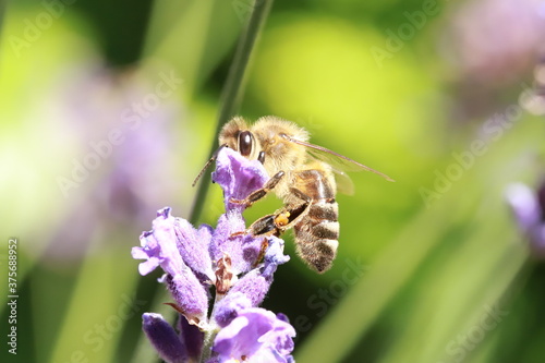 bee on a flower © ramund88