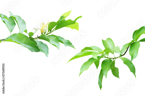 Tree Branches with Green Leaves and Yellow Flower of Magnolia champaca Isolated on White Background