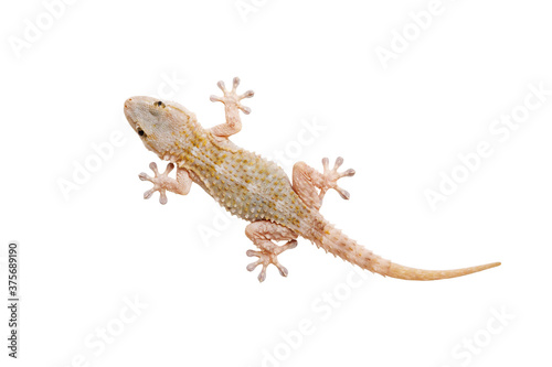 Brownish gecko isolated on a white background, clipping path included