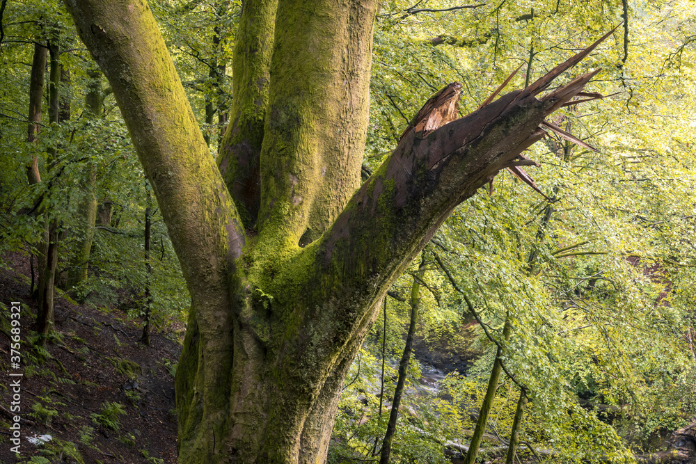 A Broken tree branch, Lochwinnoch, Renfreswshire, Scotland,UK A Broken tree branch, Lochwinnoch, Renfreswshire, Scotland,UK