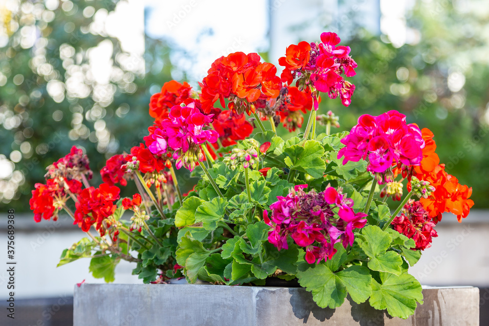 Red pelargonium flowers are an example of landscaping terraces. Red pelargonium flowers in the decoration of city streets.