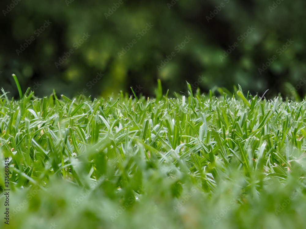 Grass Grass