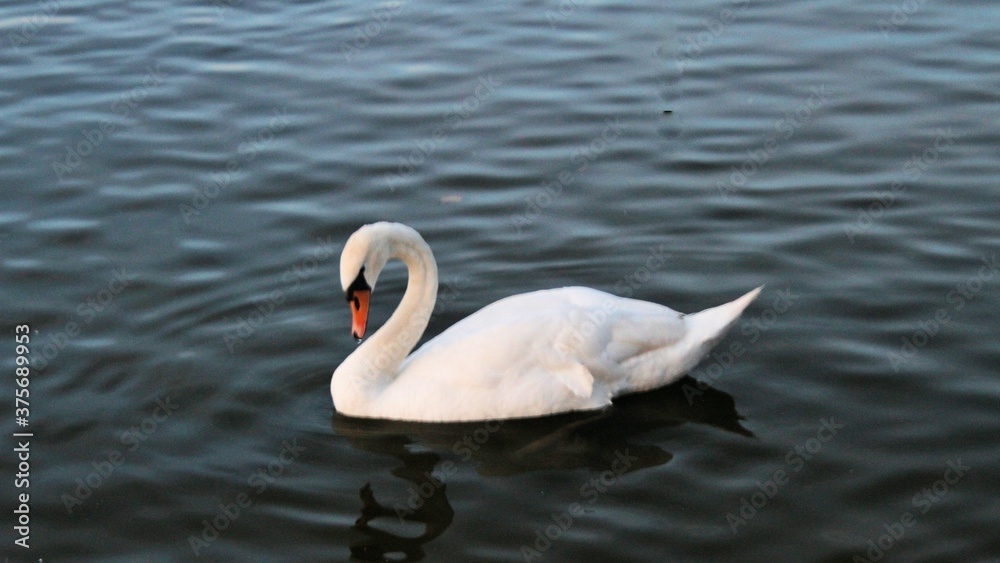 Naklejka premium Mute swan on the water