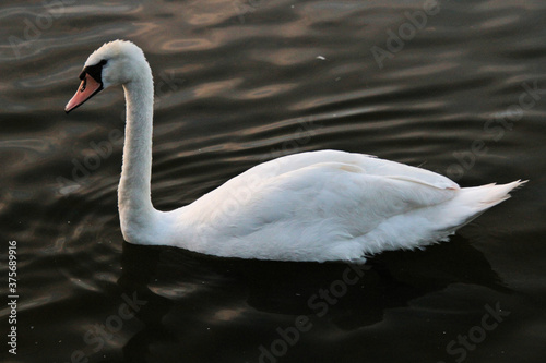 Fototapeta Naklejka Na Ścianę i Meble -  Mute swan on the water
