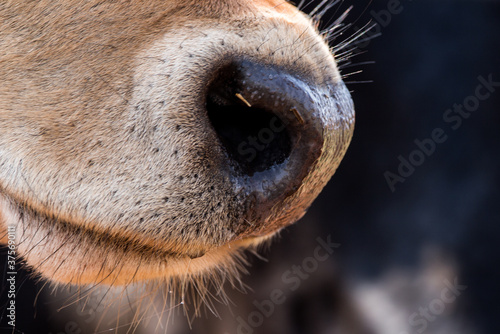 close up of a cow muzzle