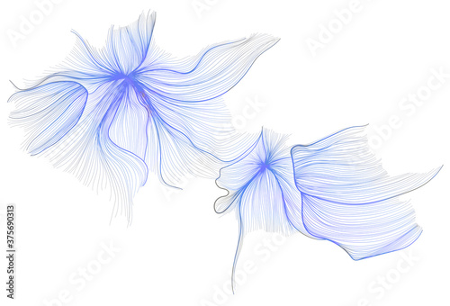 Graphic design of flowers, minimalist line drawings. Vector illustration.