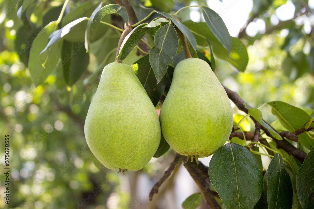 Ripe organic pears in the summer garden Ripe organic pears in the summer garden