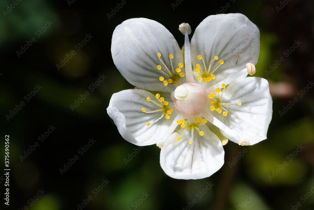 Macro of a white and yellow Pulsatilla alpina flower in the Alps Macro of a white and yellow Pulsatilla alpina flower in the Alps