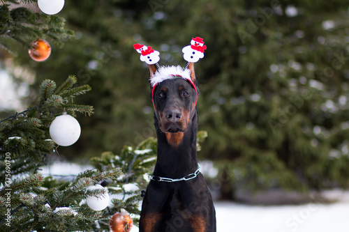 фотографія Black and tan pedigreed german doberman pincher winter holidays portrait with green Christmas tree background