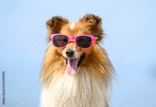 Funny portrait of sable and white  shetland sheepdog with stylish pink sunglasses. Cute little lassie, sheltie, collie lies outdoors with background of blue sky and sea. Hot summer holidays, vacation © Lidia