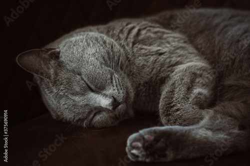 Schlafende Katze - Britisch Kurzhaar Kater entspannt auf dem Sofa © tomfallen