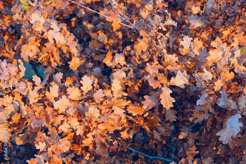 Canvas Print dry oaken leaves on branch in autumn. Autumn come