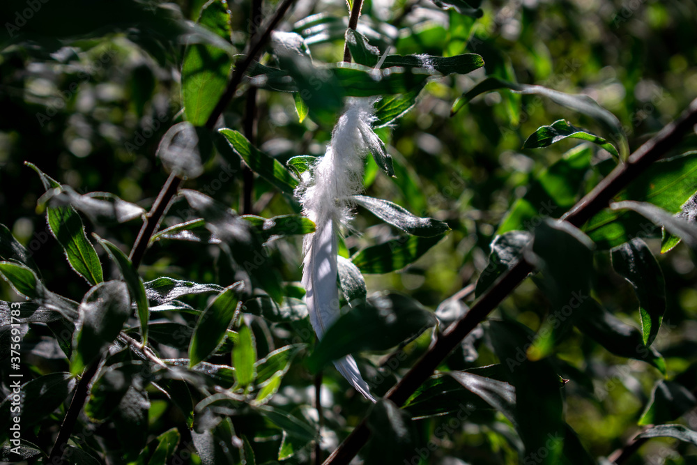 feather between leafs feather between leafs