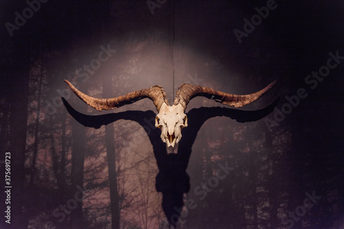the skull of a goat