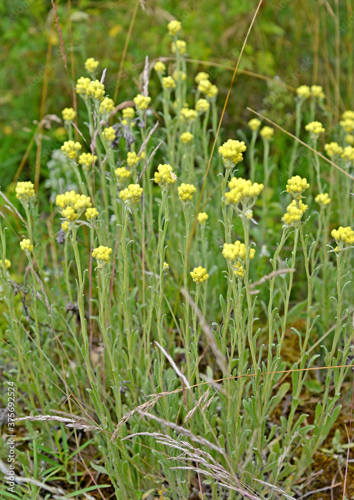 The immortal is sandy (Helichrysum arenarium (L.) Moench). Flowering plants