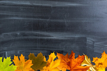Autumn background with fall leaves. Black chalkboard in center with copy space for your text. Cozy Autumn Still Life. Back to School Concept.