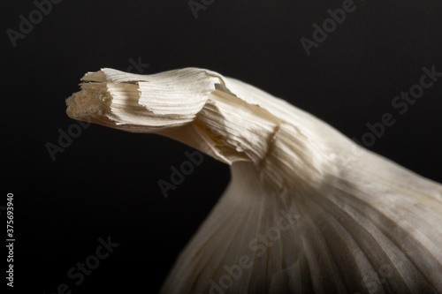 Garlic Closeup