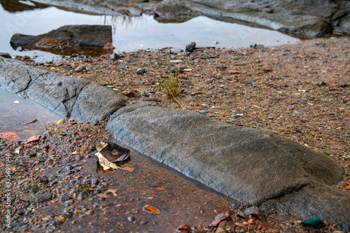 beautiful landscape with stones by the sea bay and the head of a gnawed big fish