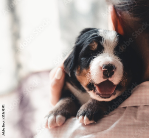 Bernese mountain dog puppy in female hands  care for animals  newborns