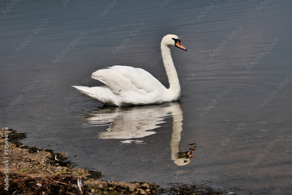 Mute swan on the lake