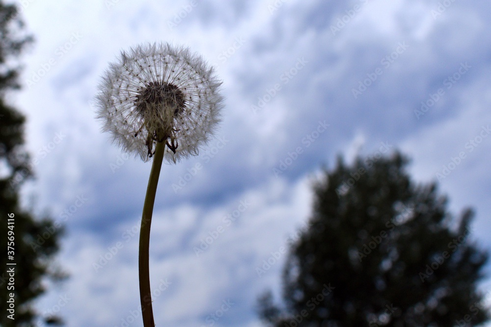dry dandelion on blurred background of cloudy sky dry dandelion on blurred background of cloudy sky