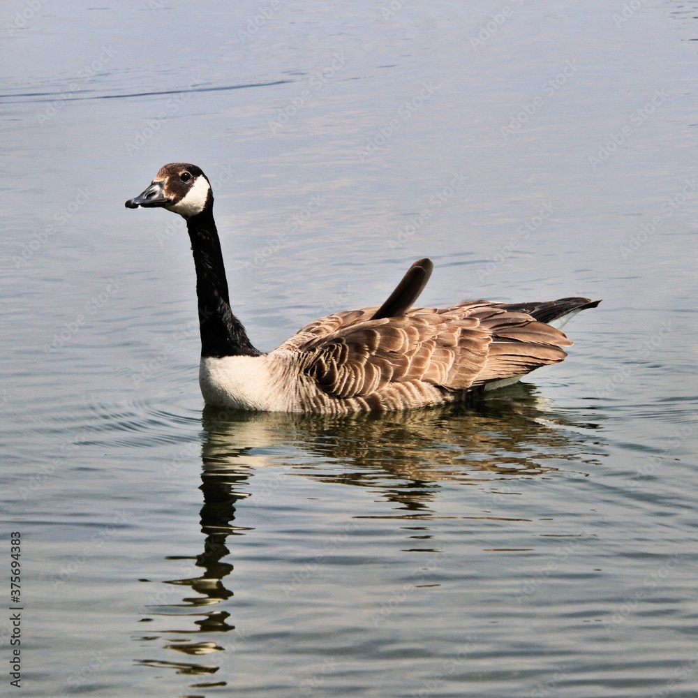Canada Goose on the water