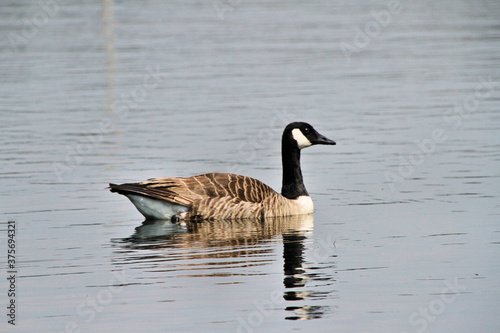 Canada Goose on the water