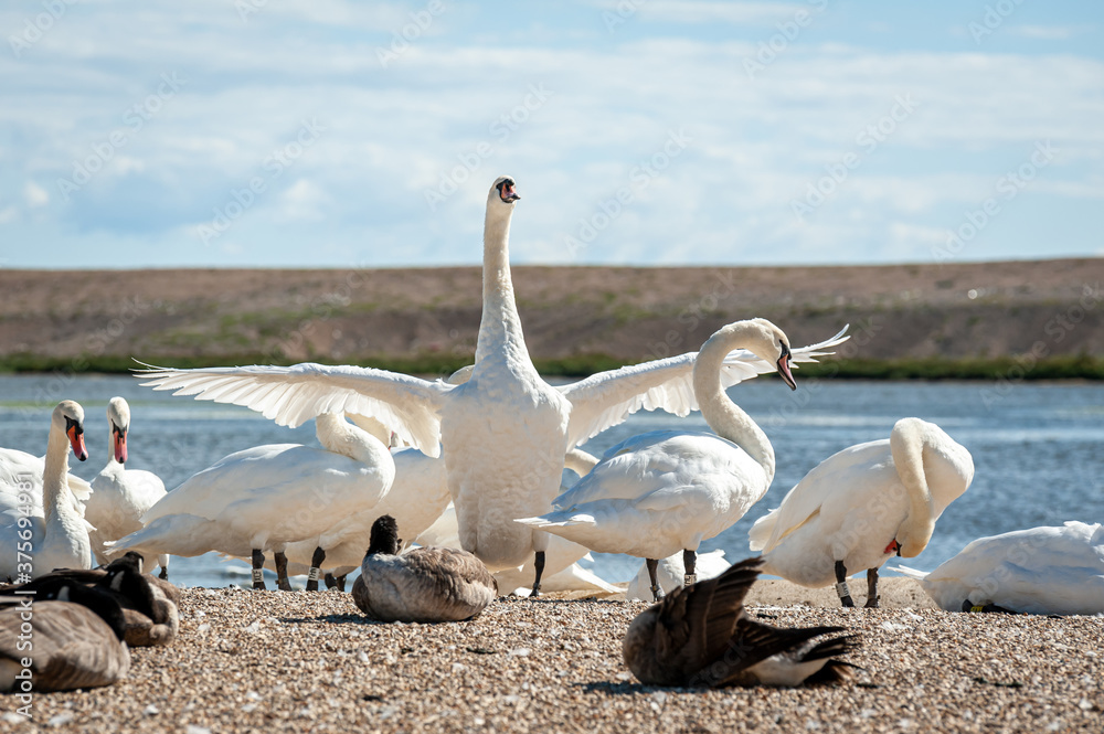 A huge flock of mute swans gather on lake. Cygnus olor. A huge flock of mute swans gather on lake. Cygnus olor.