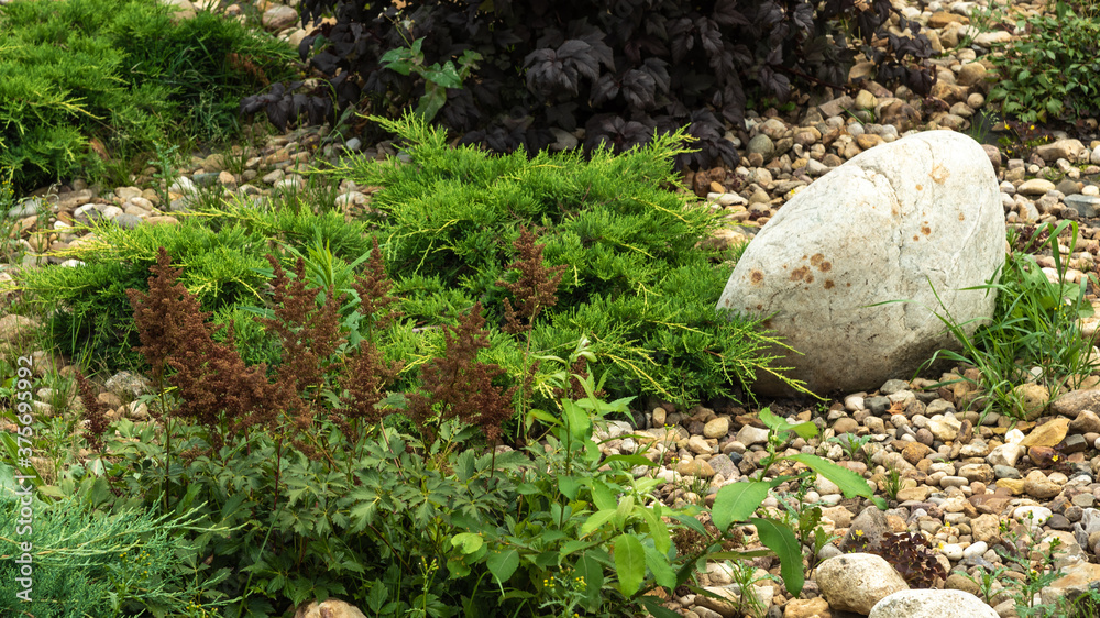 Fragment of a decorative alpine slide, landscape design - rockery with conifers, alpine herbs and shrubs, stones and large pebbles Fragment of a decorative alpine slide, landscape design - rockery with conifers, alpine herbs and shrubs, stones and large pebbles