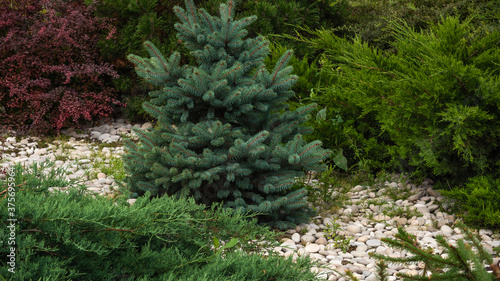 Fragment of a decorative alpine slide, landscape design - rockery with conifers, alpine grasses, stones and large pebbles photo