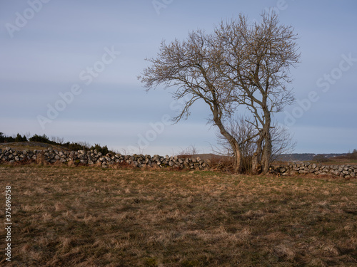 Landscape photo of a single tree and a stone boulder fence. Shot in early morning light. There is frost on the ground and a desolate feeling to the picture