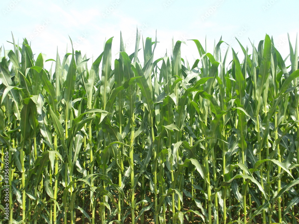 green corn field green corn field