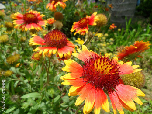 Close up shot of Gaillardia grandiflora flower blossom in Kenting National Park