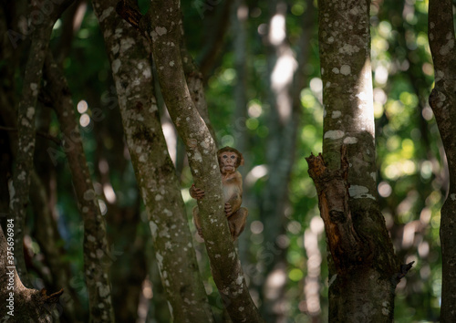 Little baby monkey climbing in the trees 