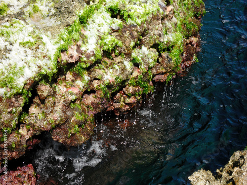Close up of some seaweed, rock in Kenting National Park © Kit Leong