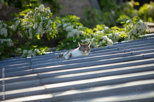 Chat, Vincennes