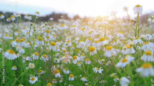 Beautiful chamomile field at sunset