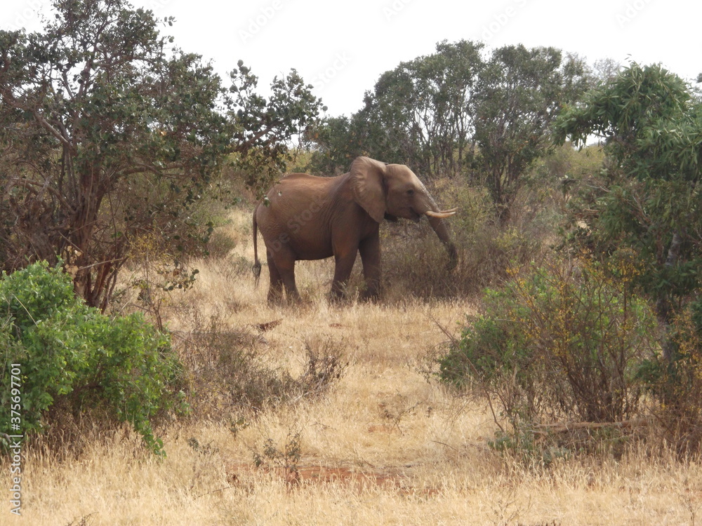 elephants in the wild