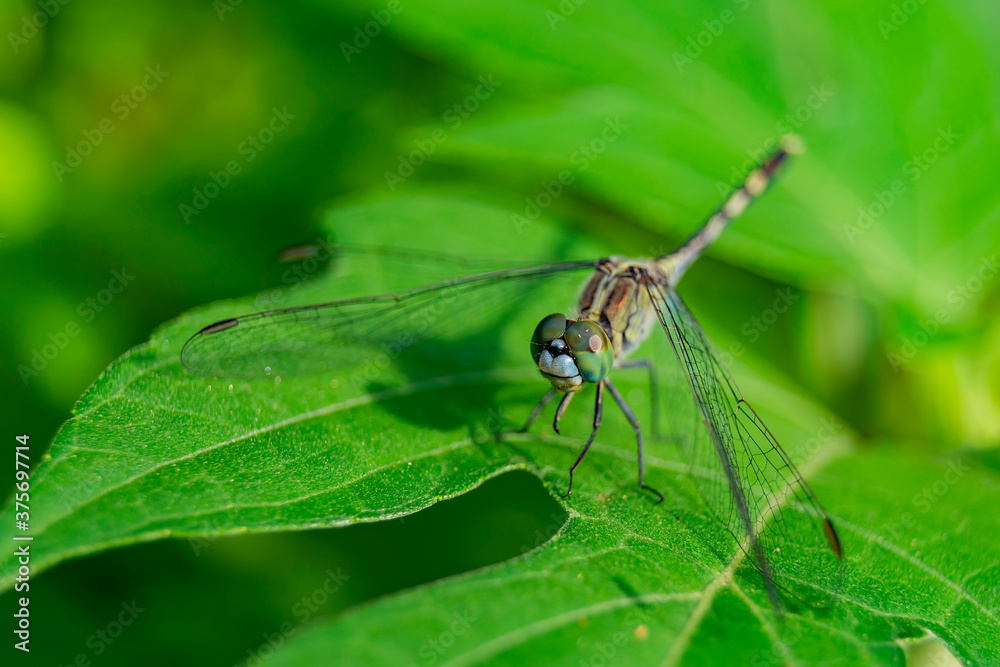 Close up shot of Blue Dasher dragonfly on a leaf Close up shot of Blue Dasher dragonfly on a leaf