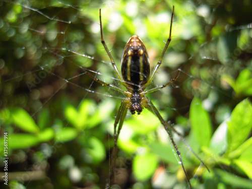 Close up shot of a Orchard spider with its net © Kit Leong