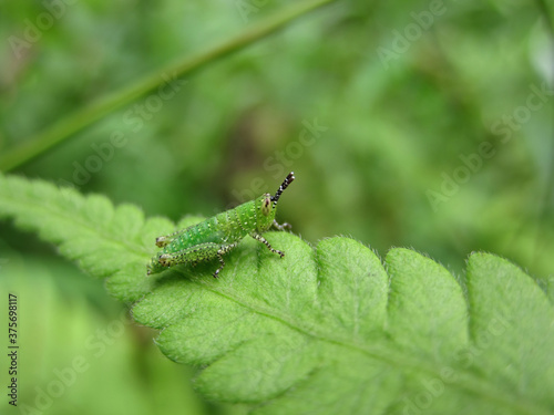 Close up shot of grasshopper on a leaf
