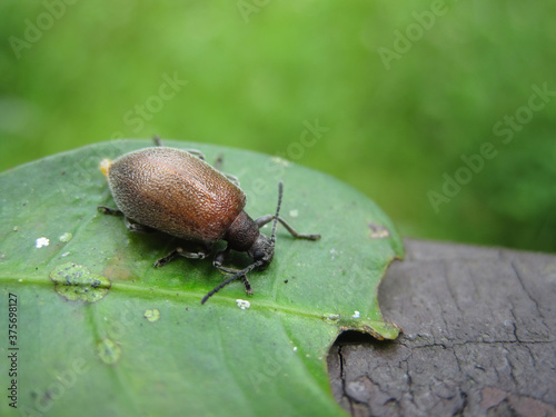 Close up shot of Lagria hirta on a leaf photo